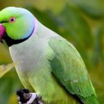 vogels in de natuur: halsbandparkiet