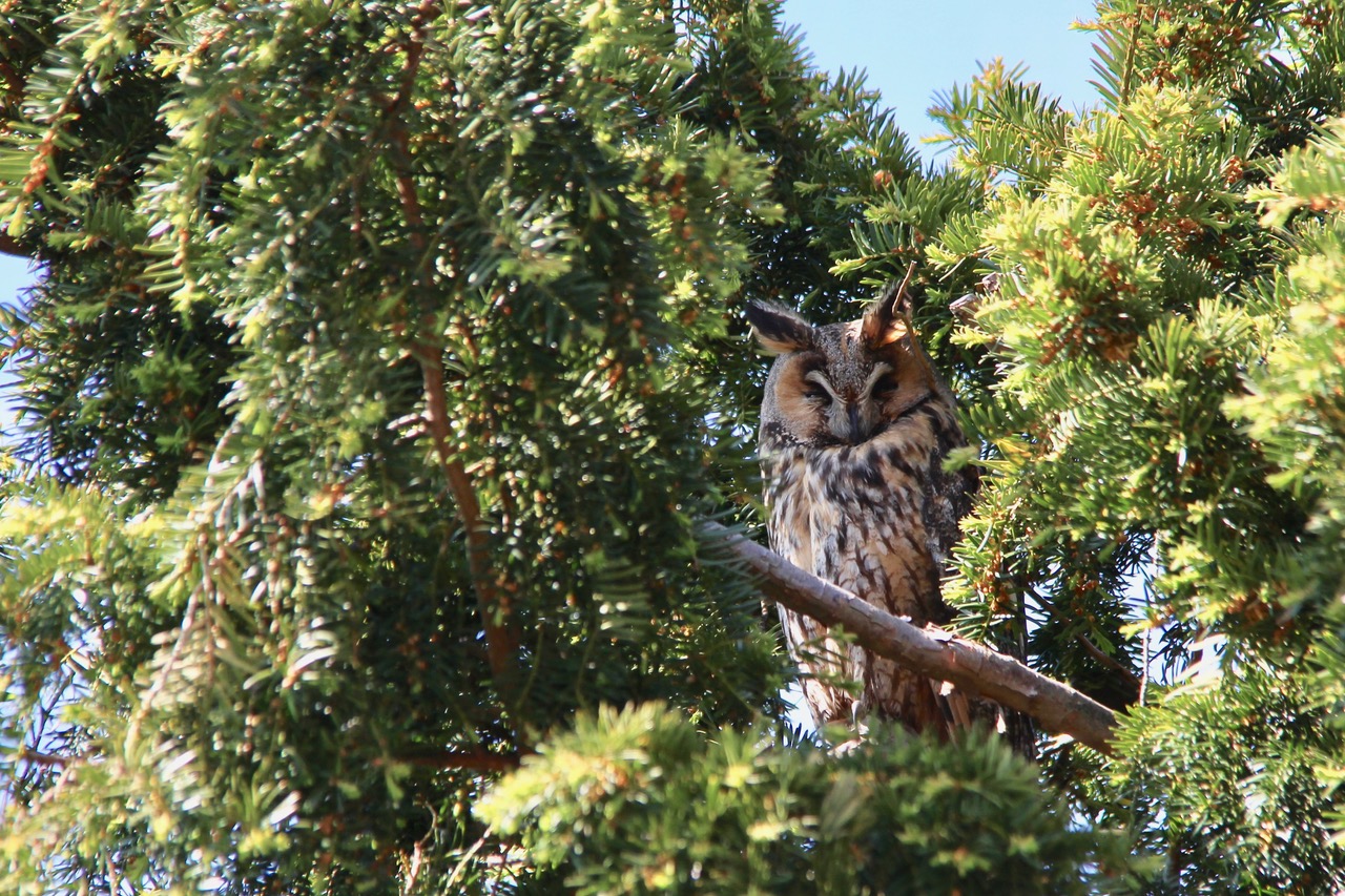 Ransuil 'poseert' in tuin Hornmeer Nieuwe Meerbode