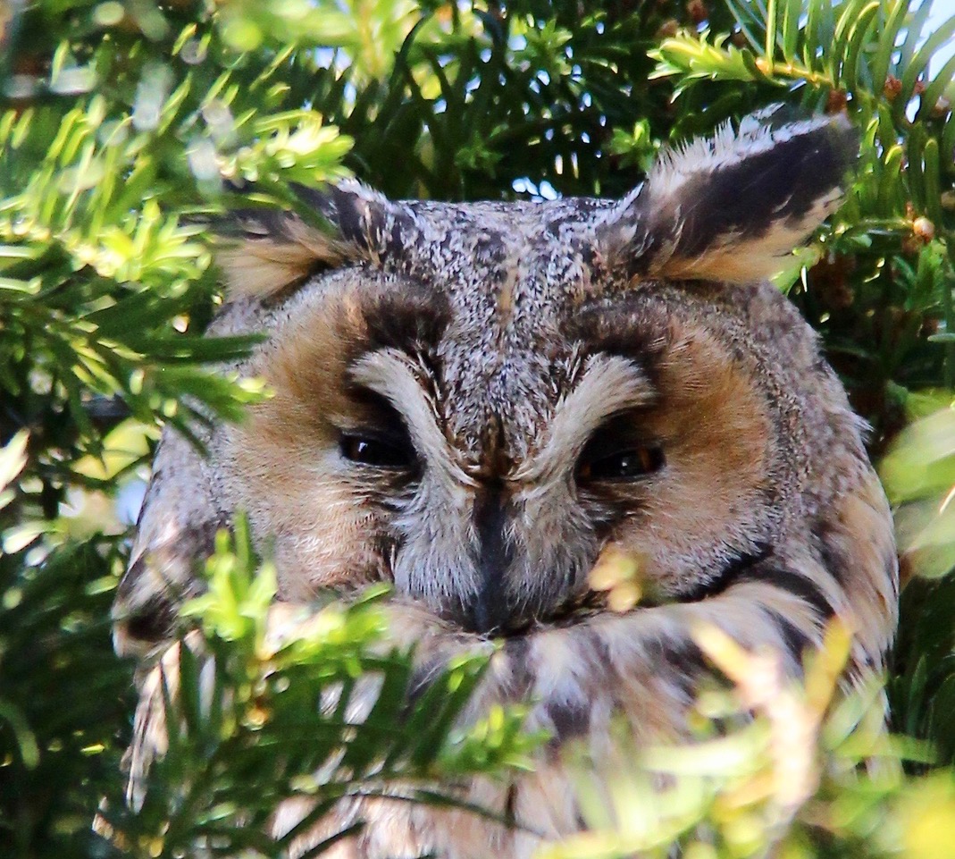 Ransuil 'poseert' in tuin Hornmeer Nieuwe Meerbode